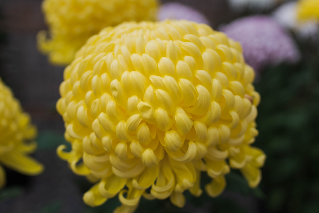 菊花