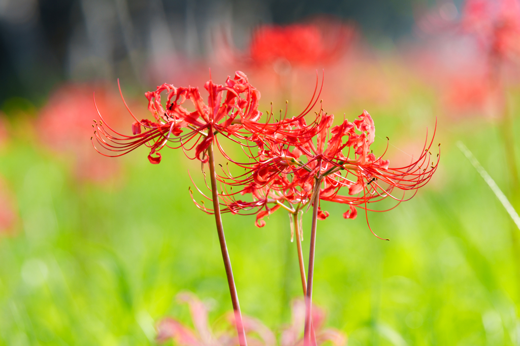 Lycoris