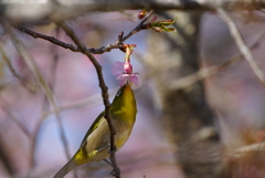 河津桜とメジロ君