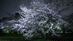 夜桜