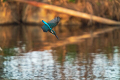 突撃カワセミ君