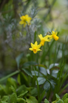 春の花