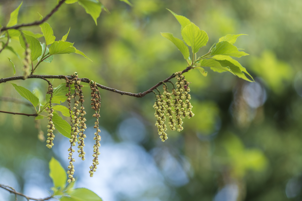 植物苑散策（クヌギ）