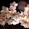 皇居の桜（千鳥ヶ淵）蔵出しです