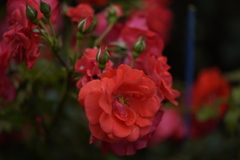 花房