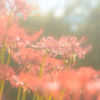 彼岸花