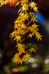 成田山新勝寺