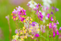 お花畑にて