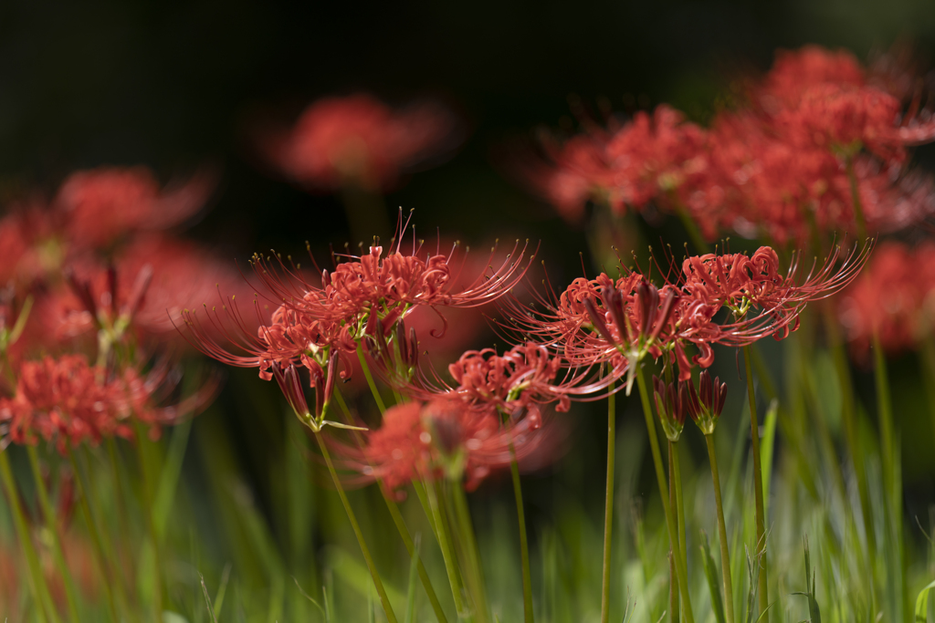 Lycoris
