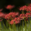 Lycoris