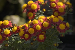 成田山新勝寺にて