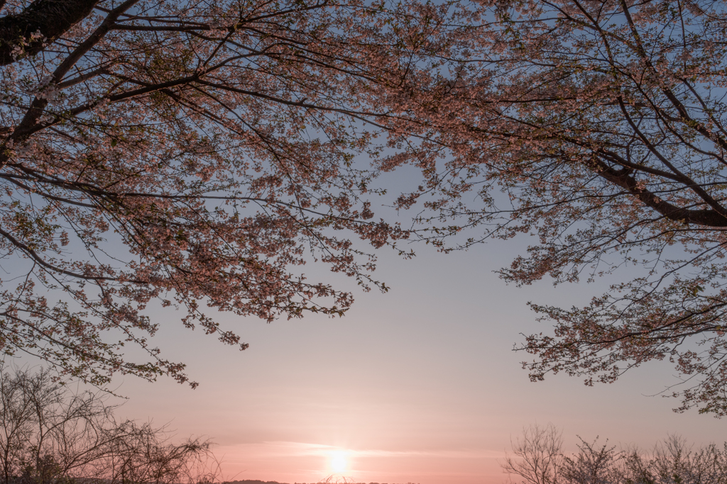 桜色の朝