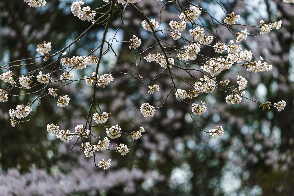公園の桜-1