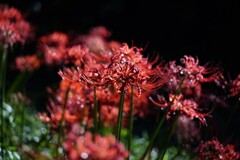 曼殊沙華 曼殊沙華