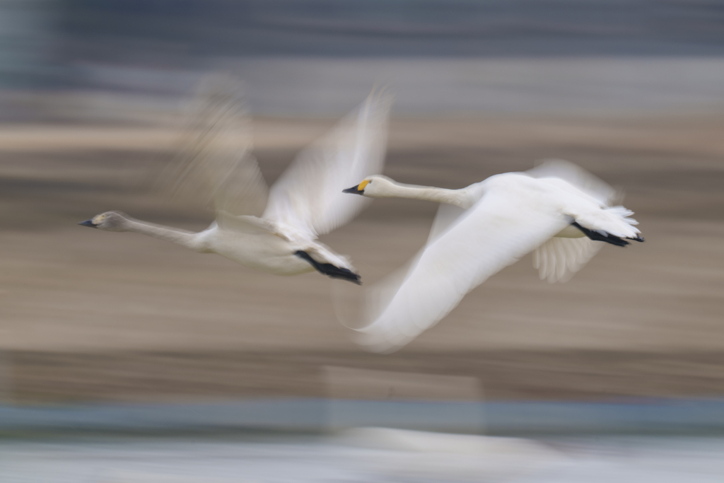 白鳥さん
