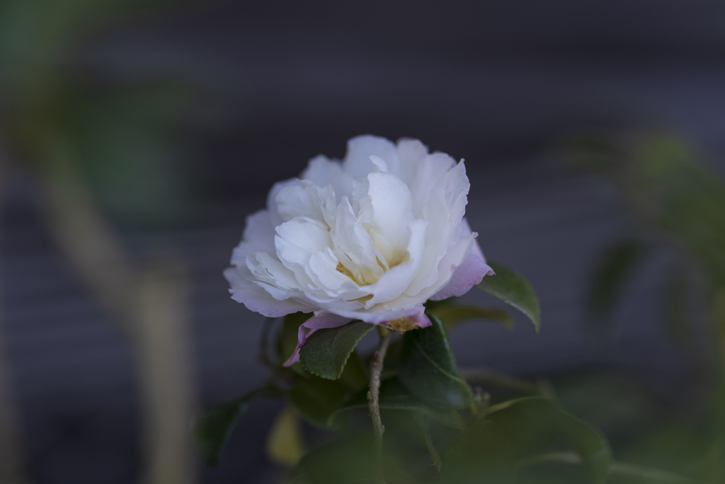 山茶花