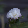 山茶花