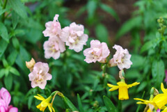 キンギョソウ（だったと思う）