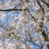 春 ご近所散歩