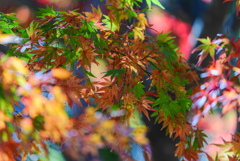 紅葉