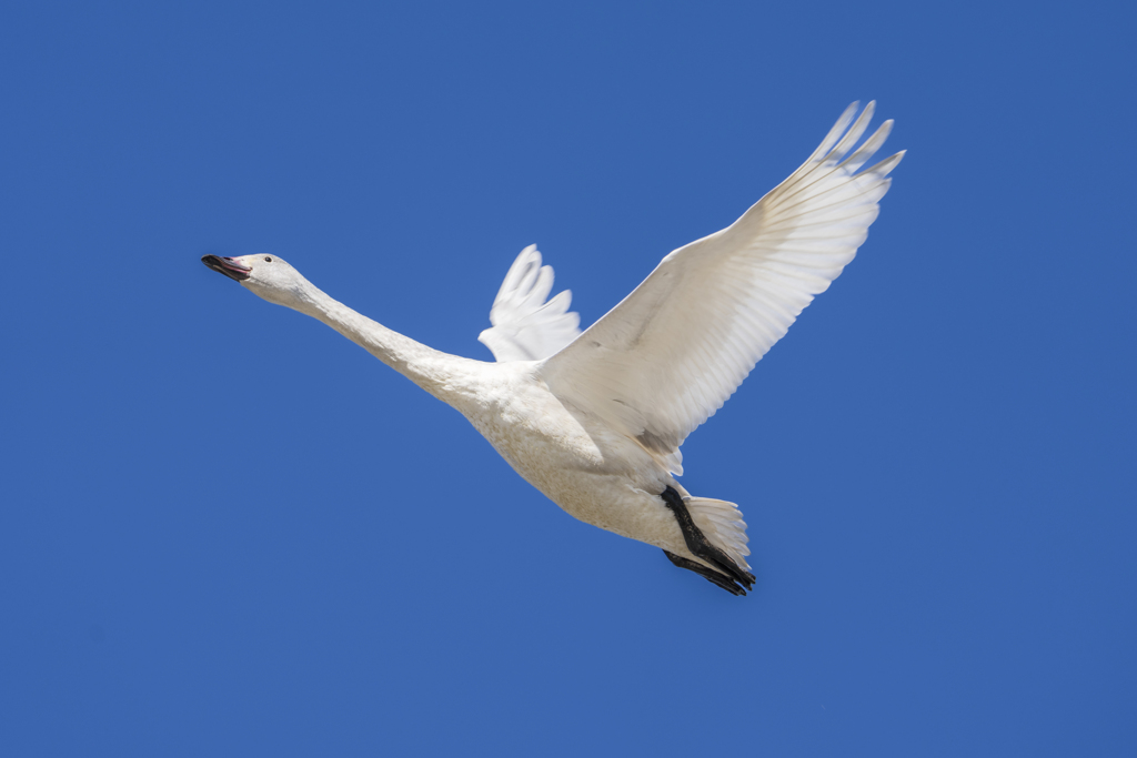 白い白鳥さん