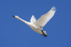 白い白鳥さん