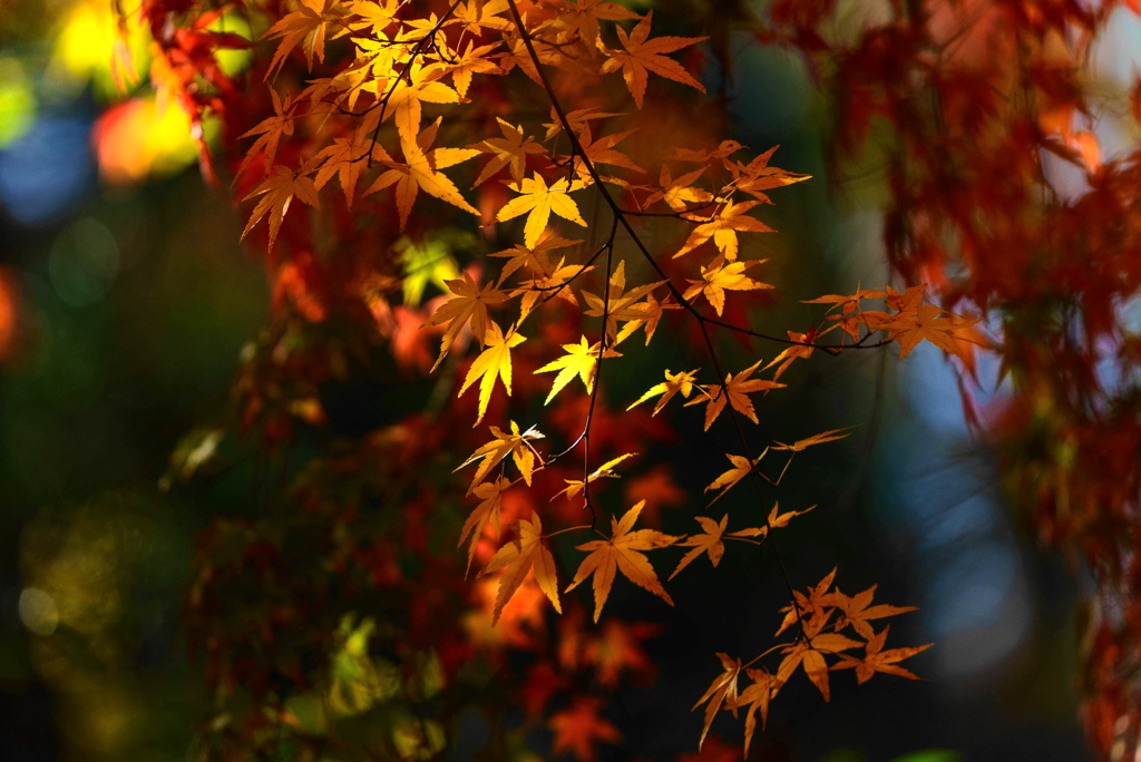 紅葉
