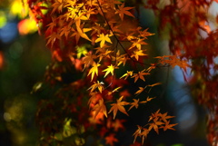 紅葉