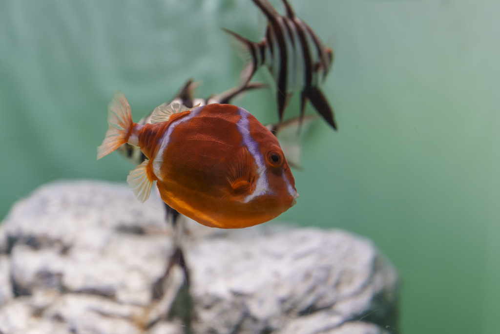 葛西臨海水族園にて