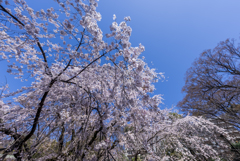 しだれ桜