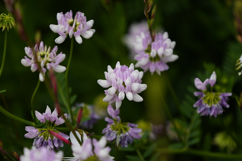 バラ園のお花