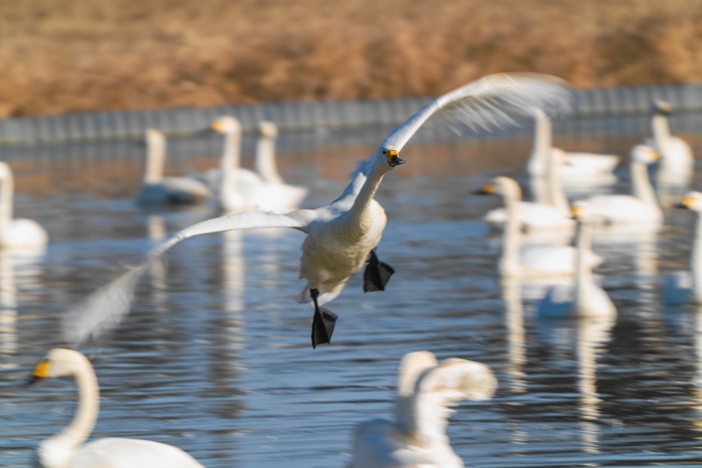 白鳥さん