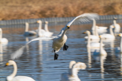 白鳥さん