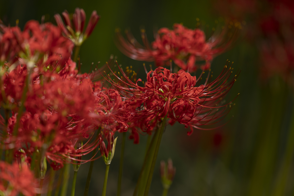 Lycoris