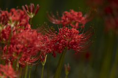 Lycoris