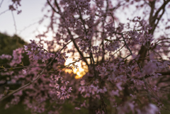 朝桜