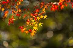 昭和記念公園にて
