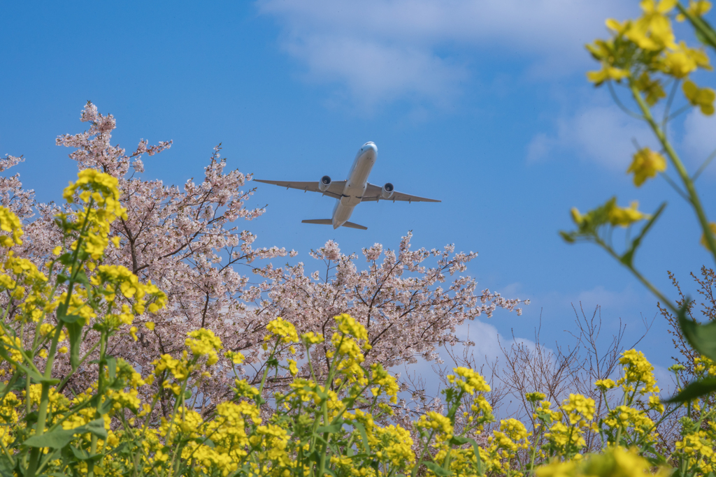 成田空港の春