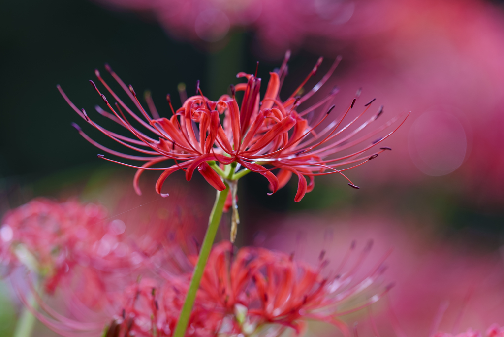 Lycoris