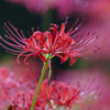 Lycoris