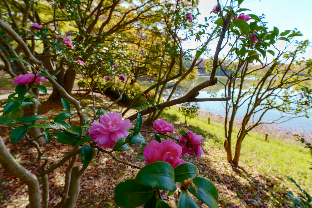 昭和記念公園にて