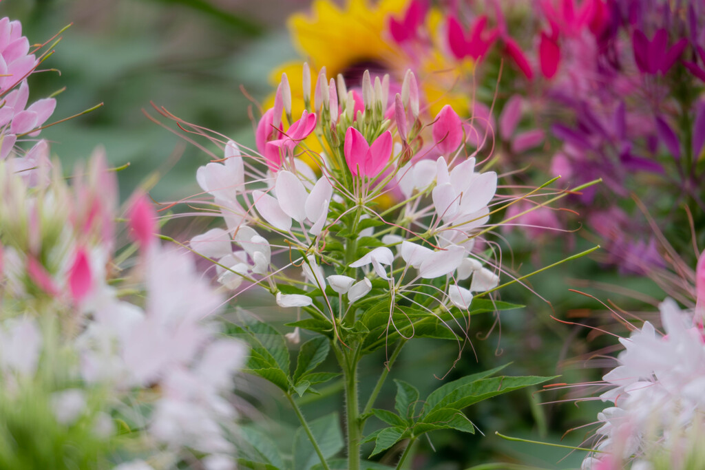 さくらの山公園のお花