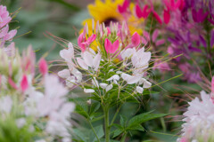 さくらの山公園のお花