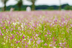 近所のお花畑