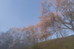 霞城の桜