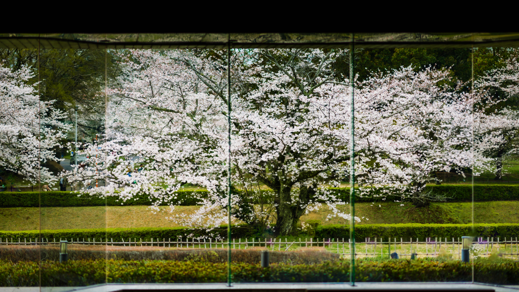 佐倉城址公園の桜