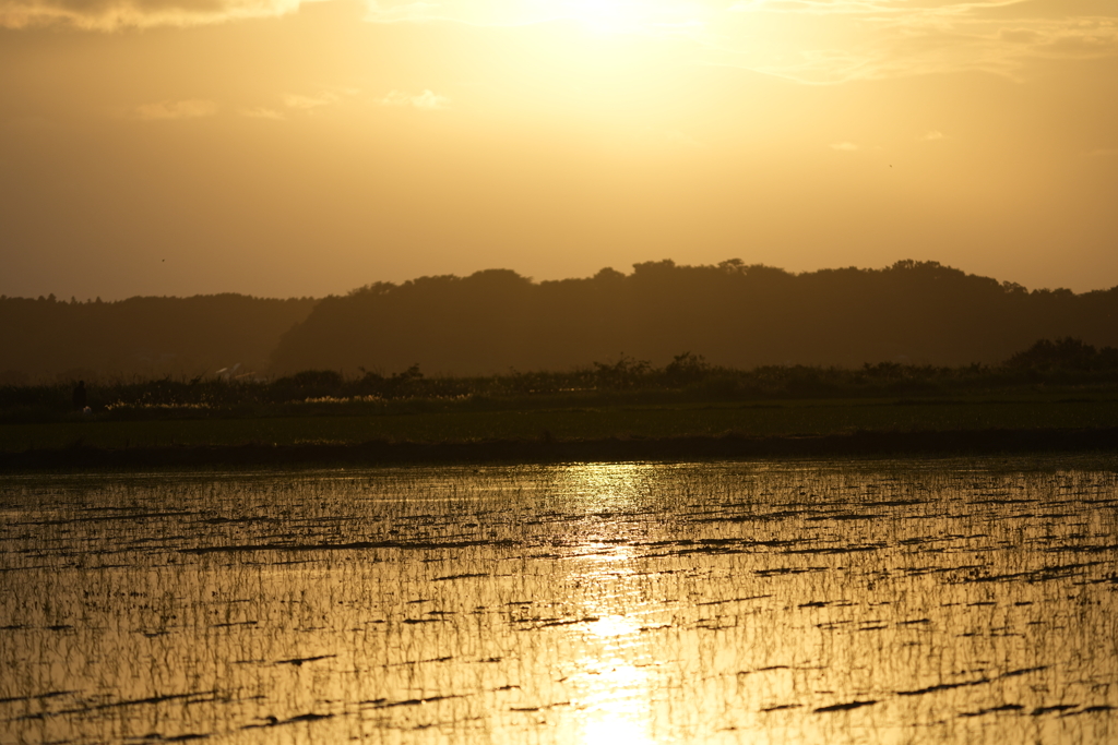 田んぼの夕陽