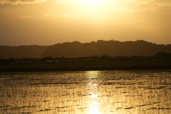 田んぼの夕陽