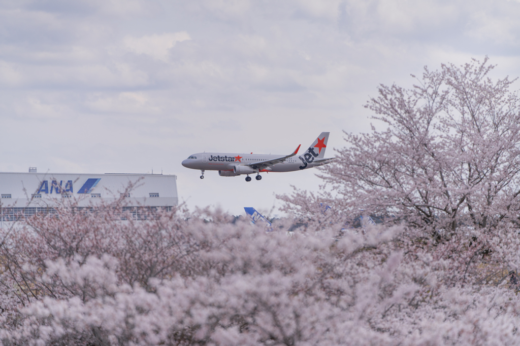 さくら到着便（jetstar）