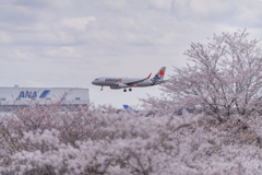 さくら到着便（jetstar）